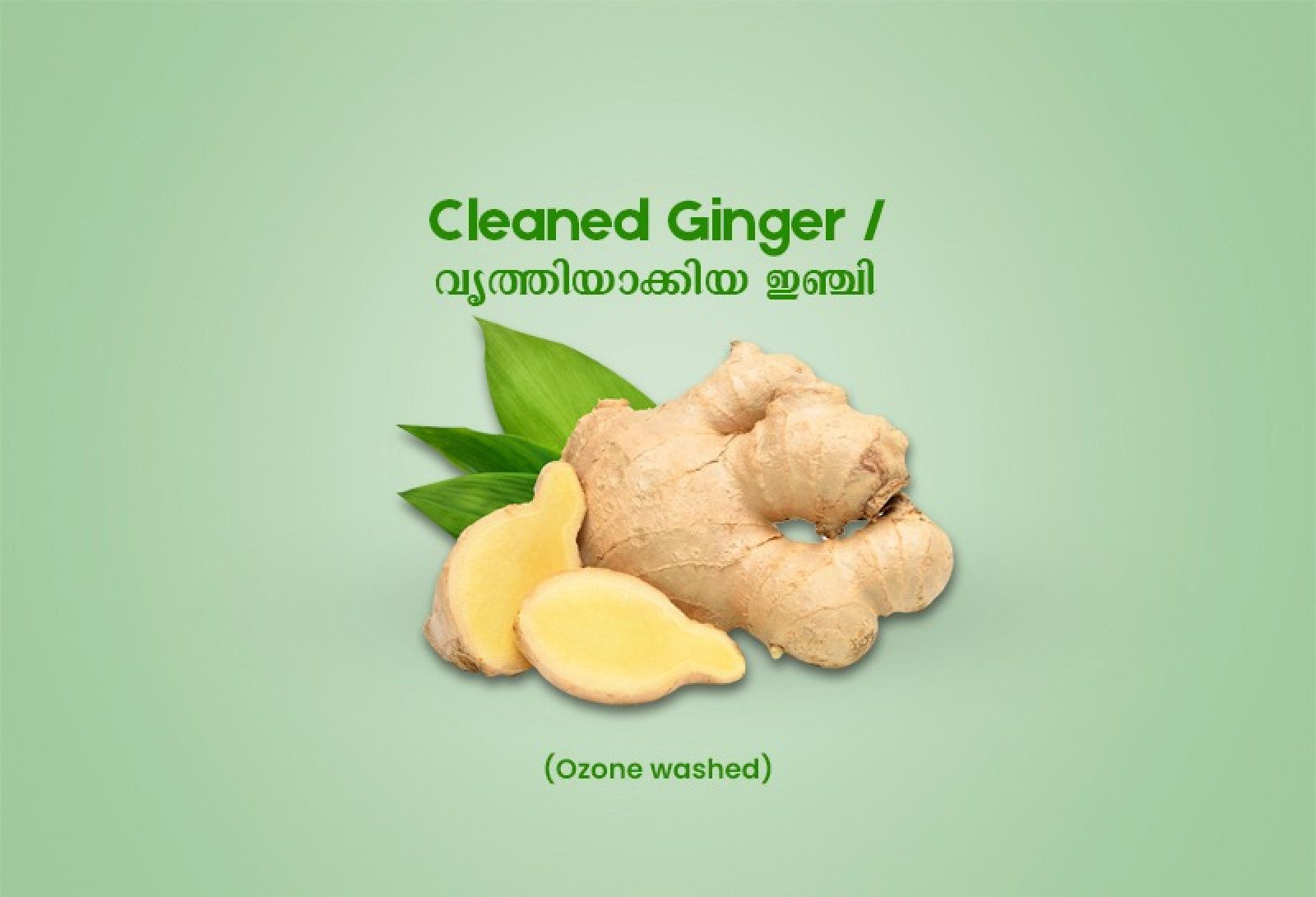 Cleaned Ginger / വൃത്തിയാക്കിയ ഇഞ്ചി  -100gm Pack ( Ozone Washed)